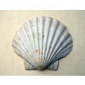 Two vintage Scallop shells measuring 10 cm and 13 cm respectively with two Porcupine quills.