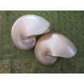 Rare find !! 2 Huge Nautilus shells 19 cm Stunning mother of pearl on exterior  1 Bid for both