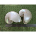 Rare find !! 2 Huge Nautilus shells 19 cm Stunning mother of pearl on exterior  1 Bid for both