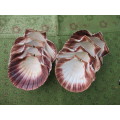 Set of 6 scallop fan shells
