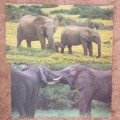Various full colour prints of wild African animals- sold as one lot