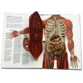 THE HUMAN BODY - A three-dimensional study. (POP-UP Book) -- Miller, J. & Pelham, D.