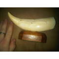 Large Mounted Whale Tooth With Dolphins