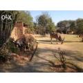 June Midweek Special | Dikhololo Game Reserve