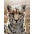 Robert Bateman calendar print titled `King Cheetah`