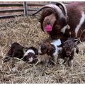 We have cattle and sheep and Boer goat  available