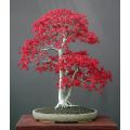 Coral Tree Bonsai