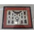 Framed Insects