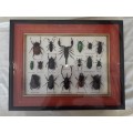 Framed Insects