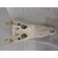 Genuine Crocodile Skull