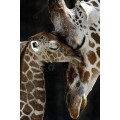 5D DIY FULL DRILL DIAMOND PAINTING BY NUMBER - MOMMY AND BABY GIRAFFE
