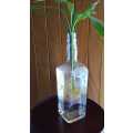 Lucky Bamboo (Dracaena sanderiana) Grown in glass bottle. 2 years old