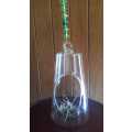 Living Air Plant in Glass Holder with Glass/Crystal Beaded String