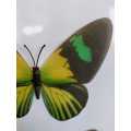 2 Stunningly Beautiful Butterfly Fridge Magnets.