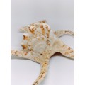 Harpago Arthriticus Shell