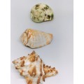 Set of Three Rare Shells (Read Description)