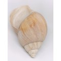 Megalobulimus Oblongus Shell