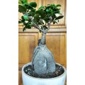 Magnificent Ficus Benjamini Bonsai - Miniaturized Tree