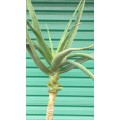 15 Year Old 2 Meter Semi Bonsai Aloe Tree in Pot. COLLECTION ONLY (2 of 2)