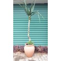 15 Year Old 2 Meter Semi Bonsai Aloe Tree in Pot. COLLECTION ONLY (2 of 2)