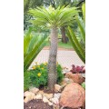 Stunning 5 Years Old Pachypodium Lamerei (Half Mens) Succulent. 110cm COLLECTION ONLY (1 of 2)