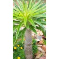 Stunning 5 Years Old Pachypodium Lamerei (Half Mens) Succulent. 110cm COLLECTION ONLY (1 of 2)