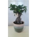 Magnificent Ficus Benjamini Bonsai - Miniaturized Tree