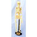 Human Skeleton Study Aid Tabletop 49 cm
