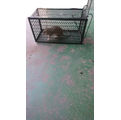 Rat/Mouse trap-Humane-Easy to activate-Suitable for one rodent-Medium size-Very Effective!!!