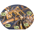 Kelp - 5 Lt (Ecklonia Maxima) concentrated Nutrient Liquid - 1 Lt produce 100Lt of Hemp Plant Food