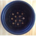 Coloured Plant Pots - Desch Co-ex Colour Pots - 9cm (Colour - WHITE) on the outside and Black inside