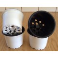 Coloured Plant Pots - Desch Co-ex Colour Pots - 9cm (Colour - WHITE) on the outside and Black inside