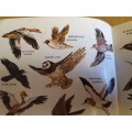 What Bird is That? Hazel Stokes (Paperback)