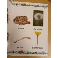 My First Word Book - In the Garden (Board Book)