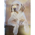 Ready to Paint - Dogs & Puppies in Acrylics : Paul Apps (Paperback)