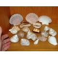 18 Assorted Sea Shells - Largest Cowrie is 80mm Long