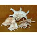 5 Spider Sea Shells - Largest length 170mm