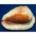 Conch Shell - Length 135mm