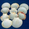 11 Assorted Scallop Shells - Great for serving starters - See Pictures