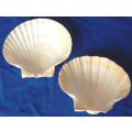 11 Assorted Scallop Shells - Great for serving starters - See Pictures