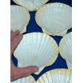 8 Scallop Shells - Great for Serving Starters - Approx Diameter 145mm