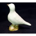 White dove - A beauty! - Bid Now!!!