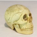 "Dolikosefa" - Small skull - Very detailed - Bid Now!!!