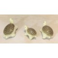 Trio of miniature tortoises - Beautiful! - Low price!! - Bid Now!!