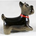 Scottish Terrier with Red Collar - Absolutely Adorable!! - Bid Now!