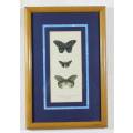 Pair of Butterfly Prints - Italy - Grafishe Taggatti - Beautiful!! - Bid Now!!!