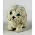 Suede Maltese Puppy - Gorgeous! - Bid Now!!!