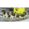 3 Puppies in my Pocket in Diapers - Bid Now!!!