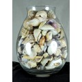 Glass Vase with Assorted Sea Shells - Act Fast - Bid Now!!!