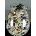 Glass Vase with Assorted Sea Shells - Act Fast - Bid Now!!!